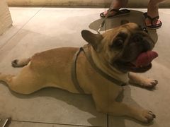 -伊斯坦布尔土耳其清真咖啡餐厅