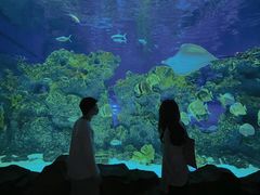 -芜湖新华联大白鲸海洋公园