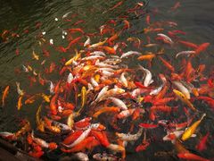 -苏苑饭店-中餐厅(长桥地区店)