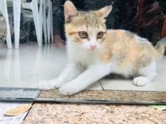 -芦苞胥江祖庙
