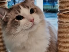 -飞行喵MR PILOT|猫舍·猫咖(静安大融城店)