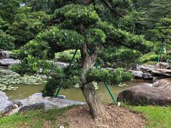 -东莞植物园