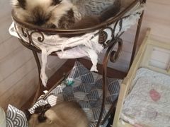 -猫小院猫主题咖啡厅(北锣店)