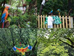 -广州长隆飞鸟乐园