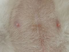 -灵美宠物诊所