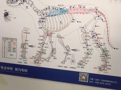 -利又安动物医院··老年病·猫科犬科·中兽医