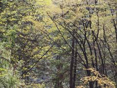 -武陵山森林公园