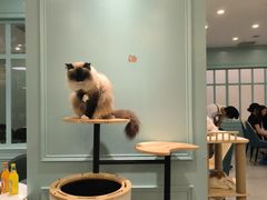 -安格丽娜·狗咖·猫咖羊驼咖(春熙路百盛商场店)