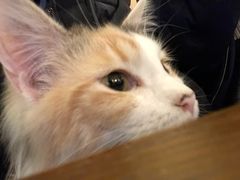 -猫色咖啡·猫咖