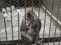 -深圳野生动物园
