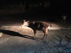 -清迈夜间动物园