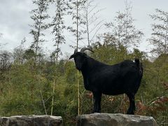 -森波拉奇妙世界