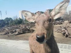 -常州淹城野生动物世界