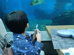 -涛·海底餐厅·美人鱼·自助餐·海底隧道(三亚海棠湾洲际度假酒店)