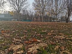 -武清南湖绿博园