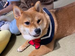 -逗柴咖啡屋·狗咖猫咖宠物桌游