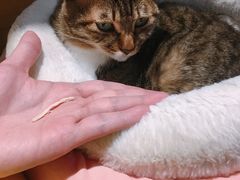 -滚猫咖啡·猫咖·猫友好撸猫(未来城店)