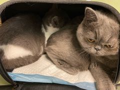 -瑞派长江宠物医院·猫科·外科·24小时夜护(谊城公寓分院)