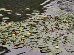-荔湾湖公园