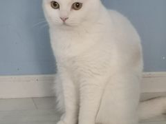 -喵的天空名猫咖啡馆·撸猫·猫舍·用品