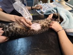 -御宝贝·A梦猫科宠物医院(国际猫友好医院)