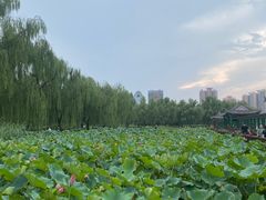 -莲花池公园