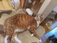 -滚猫咖啡·猫咖·猫友好撸猫(未来城店)