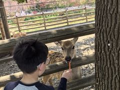 -苏州太湖西山岛开心农场