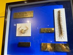 -上海昆虫博物馆