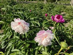 -扬州芍药园(仪征市)