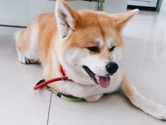 -利又安动物医院··老年病·猫科犬科·中兽医