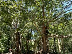 -中国科学院西双版纳热带植物园