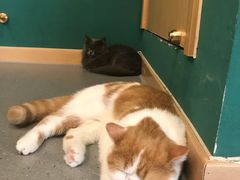 -飞行喵MR PILOT|猫舍·猫咖(静安大融城店)