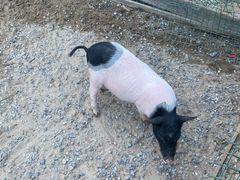 -前小桔亲子创意农场·草莓采摘·露营烧烤