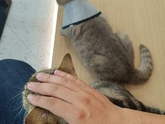 -喵园·猫主题咖啡厅·撸猫·猫咖(国贸店)