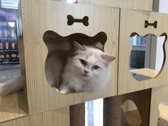 -瞄一喵猫咖(格力海岸店)