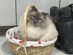 -艾吉宠物医院·疑难杂症转诊中心·猫友好(碧江路院)