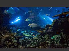 -芜湖新华联大白鲸海洋公园