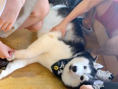 -Husky Go! 哈士奇体验馆·宠物咖啡厅狗咖