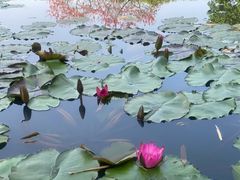 -云溪植物园