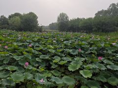 -东郊湿地公园