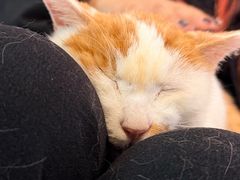 -平行世界·猫咖(首经贸店)