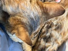 -有喵·猫咖·狗咖·30几只猫10只小狗(岗厦店)