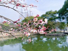 -无锡梅园公园