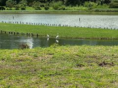 -华侨城湿地公园