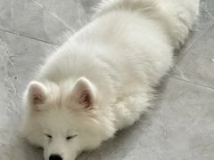 -宠爱国际动物医院·消化内科·心肾内科·ISFM猫友好(望京店)