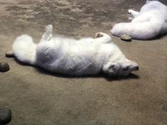 -芜湖新华联大白鲸海洋公园