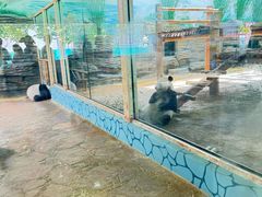 -西霞口神雕山野生动物世界