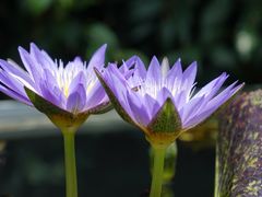 -上海辰山植物园