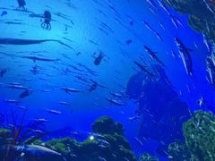-海合安成都极地海洋公园